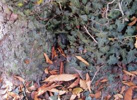 2011-11 4b - 1 Herbstbild