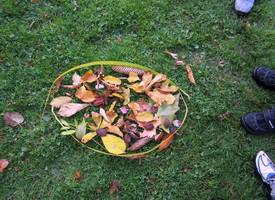2011-11 4b - 4 Herbstbild