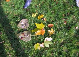 2011-11 4b - 6 Herbstbild
