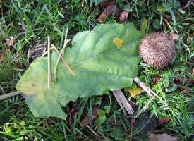 2011-11 4b - 9 Herbstbild